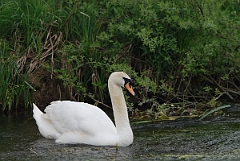David Plant Photography - Wildlife Photographer - Mute swan - A